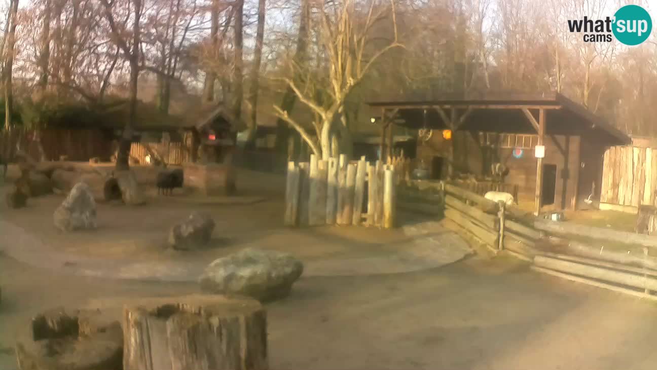 Zoo Zagreb – Brown Capuchin