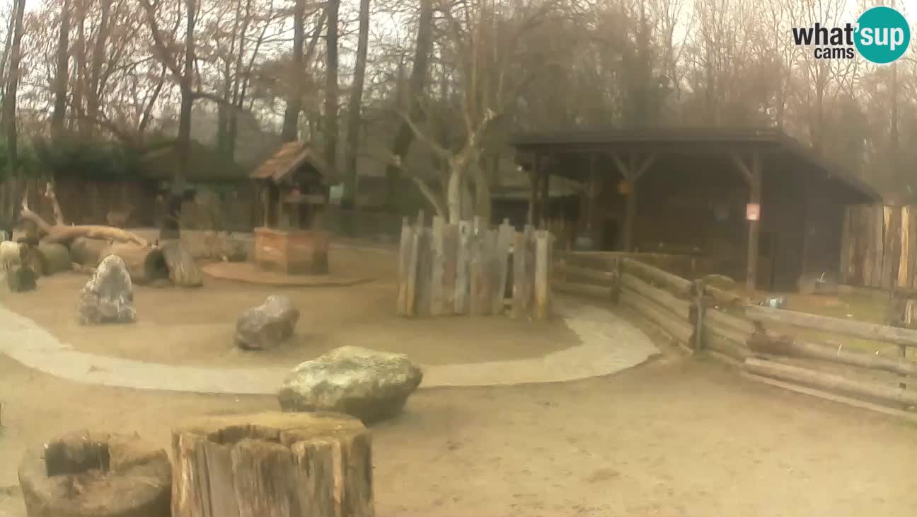 Zoo Zagreb – Brown Capuchin