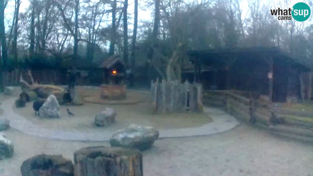 Zoo Zagreb – Cebus apella