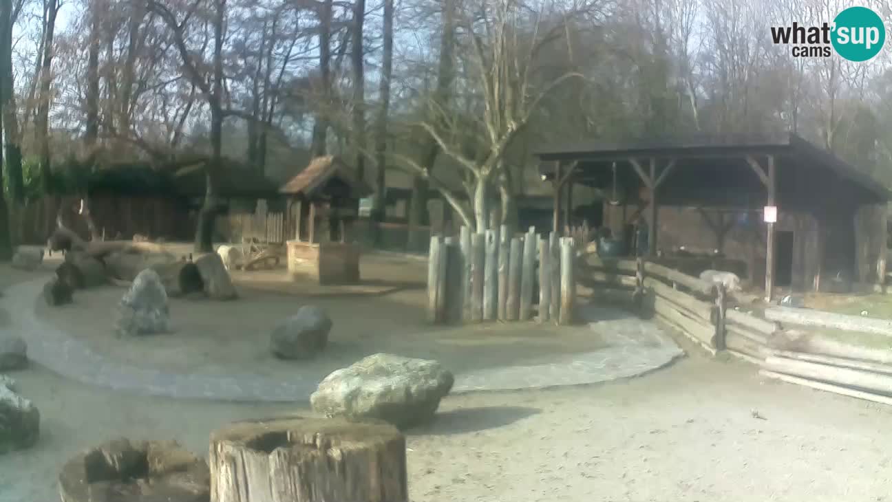 Zoo Zagreb – Brown Capuchin