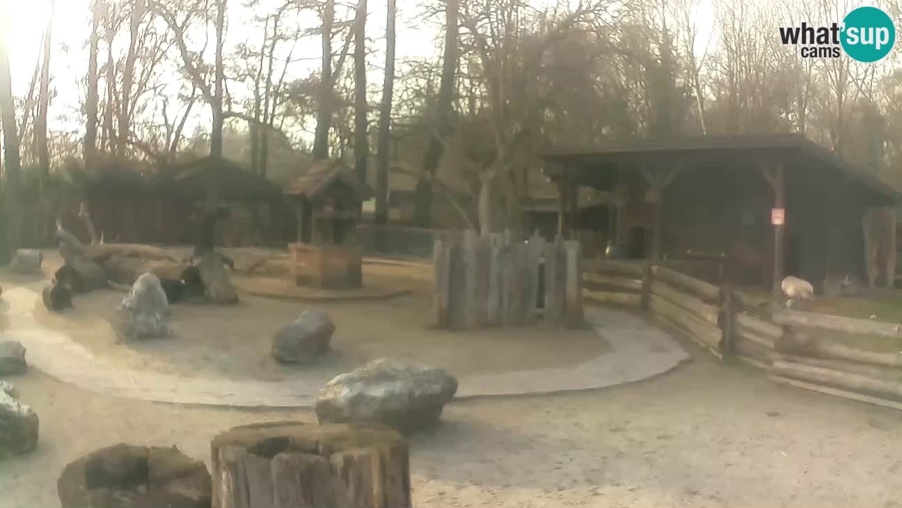 Zoo Zagreb – Brown Capuchin