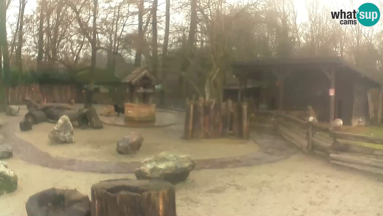 Zoo Zagreb – Haubenkapuziner