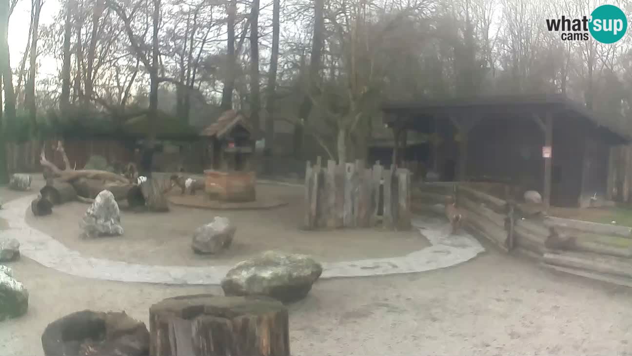Zoo Zagreb – Cebo dai cornetti