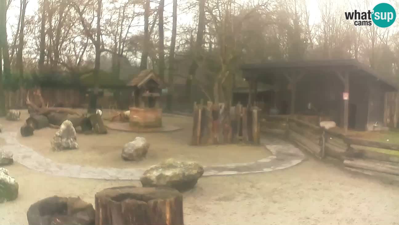 Zoo Zagreb – Brown Capuchin