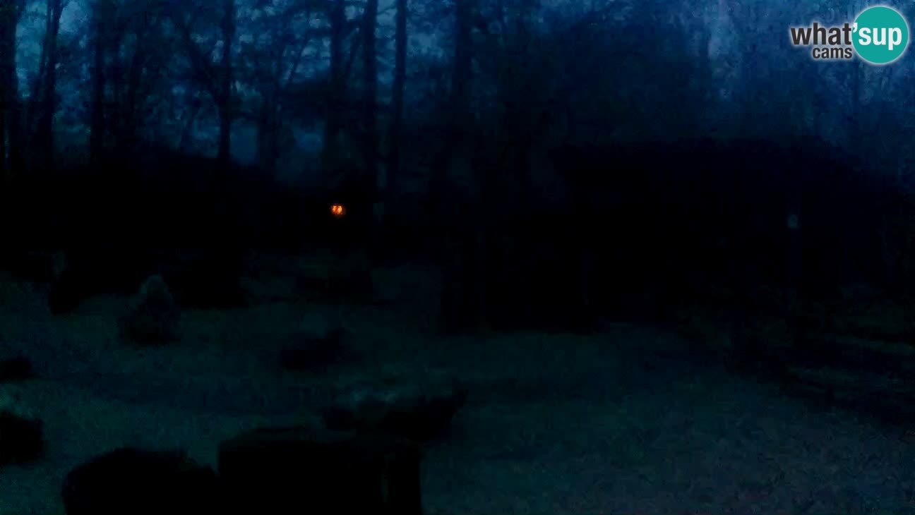 Zoo Zagreb – Brown Capuchin