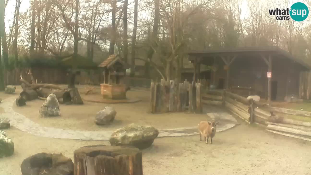 Zoo Zagreb – Cebus apella