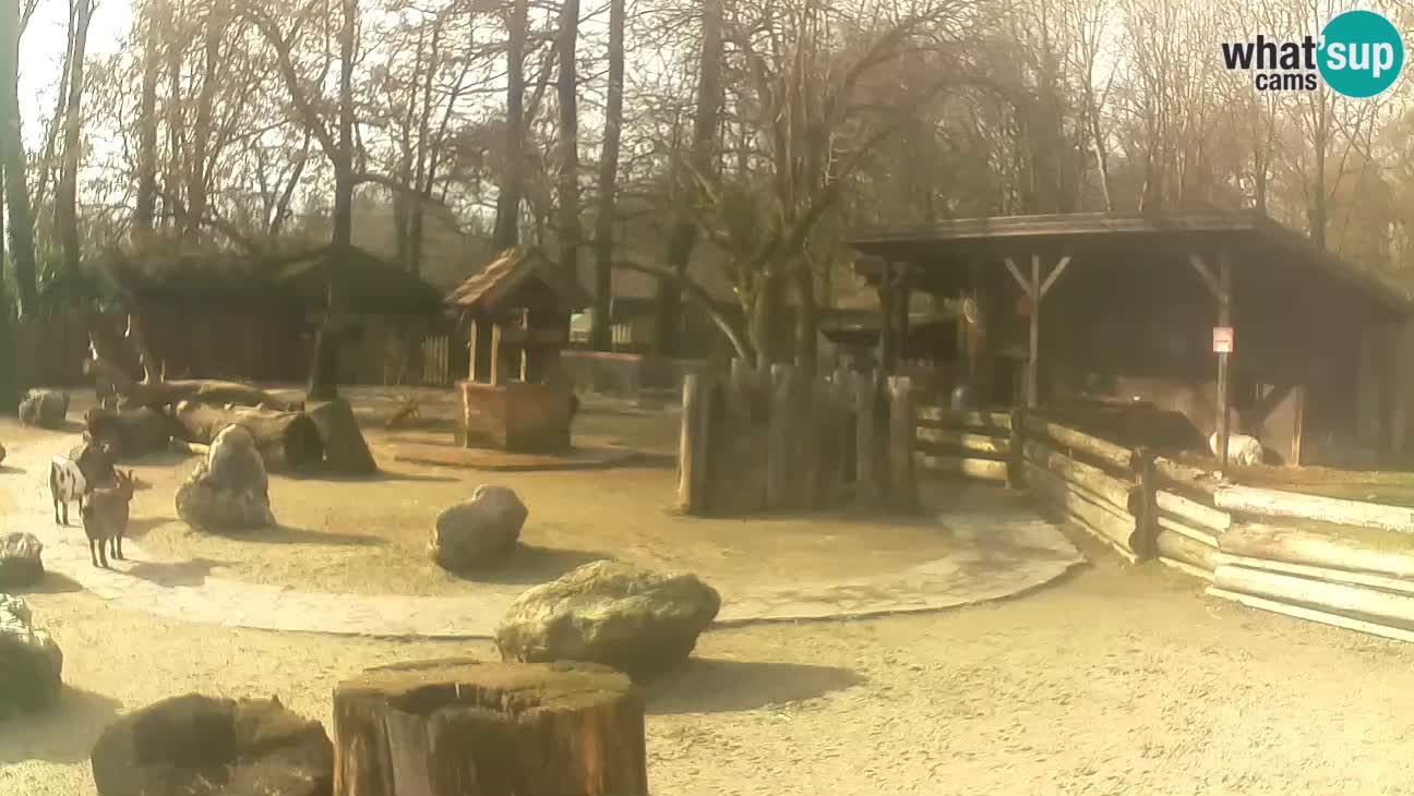 Zoo Zagreb – Rjava kapucinka