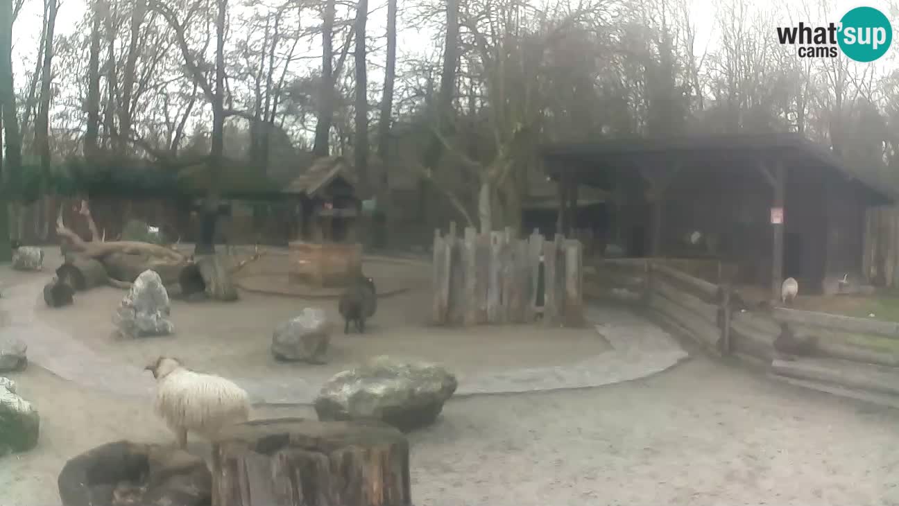 Zoo Zagreb – Brown Capuchin