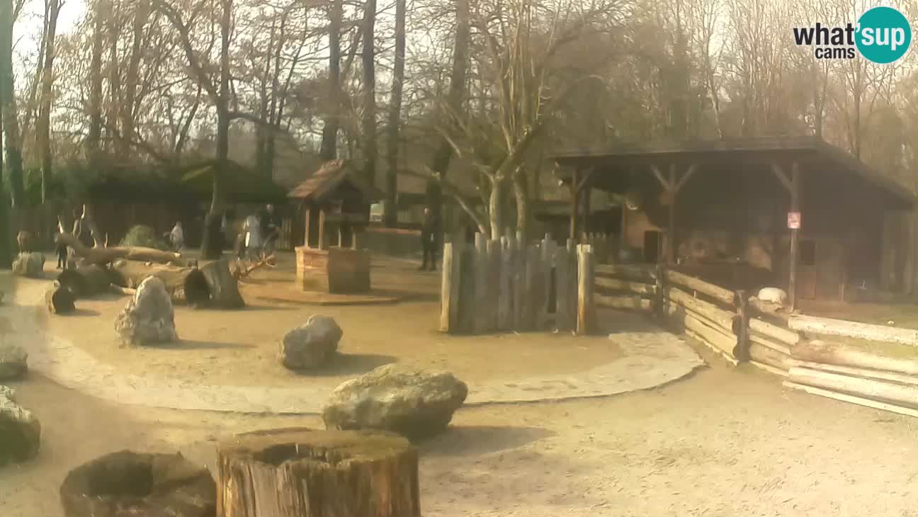 Zoo Zagreb – Brown Capuchin