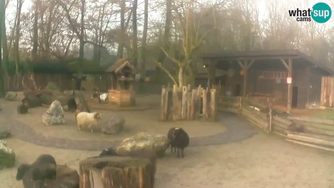 Zoo Zagreb – Brown Capuchin