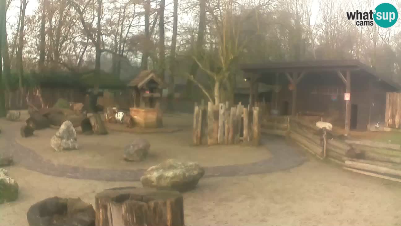 Zoo Zagreb – Brown Capuchin