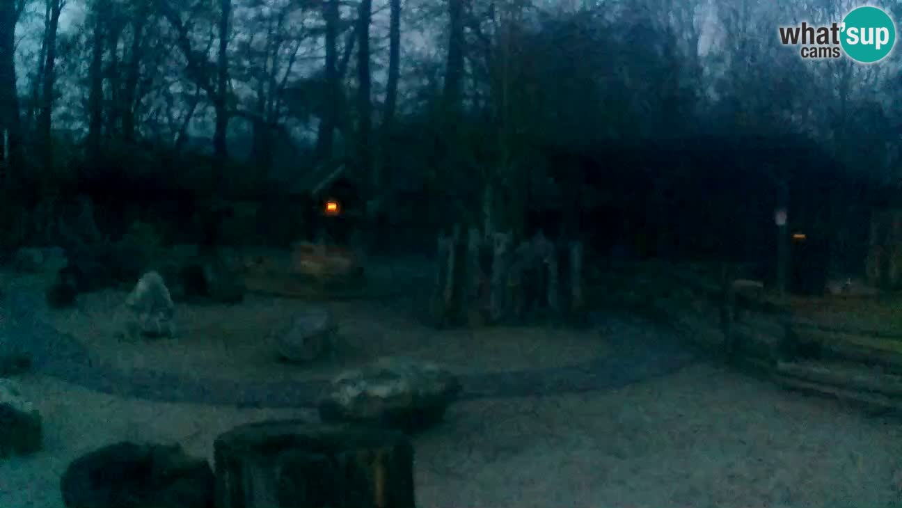 Zoo Zagreb – Brown Capuchin