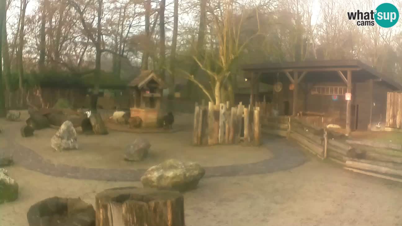 Zoo Zagreb – Brown Capuchin