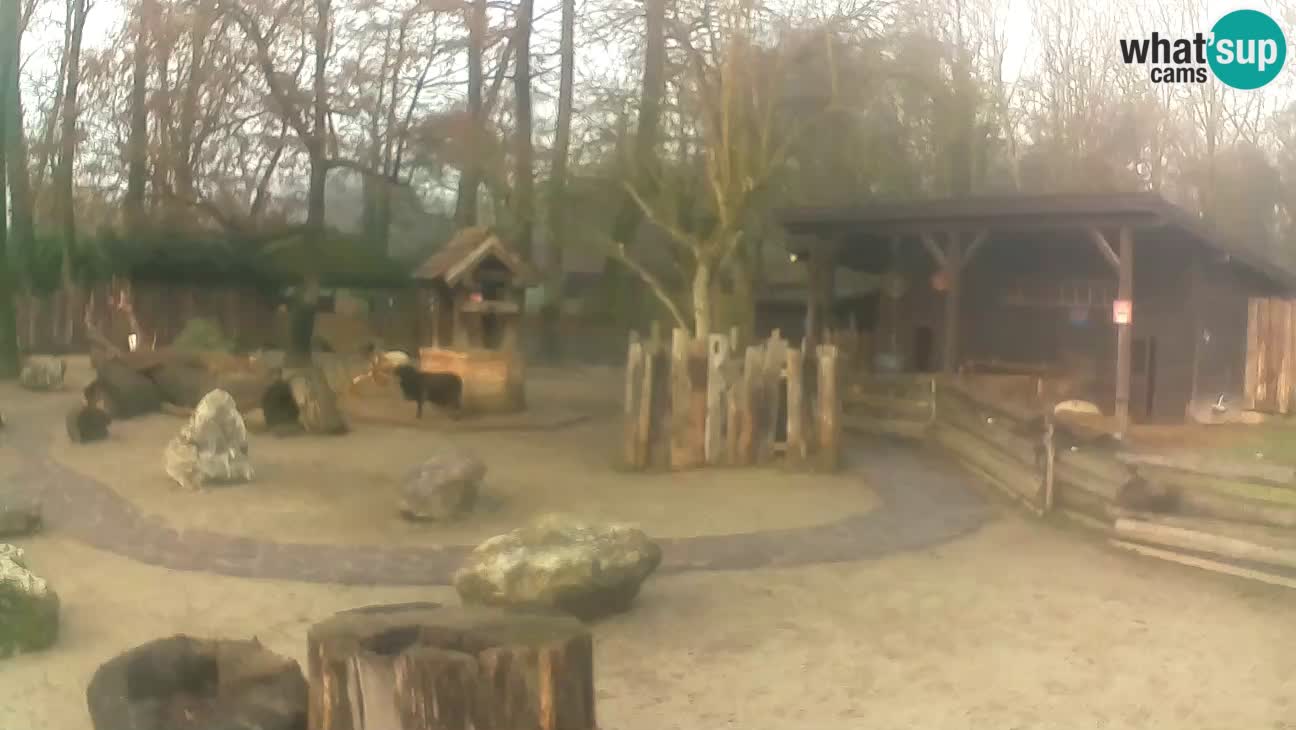 Zoo Zagreb – Brown Capuchin