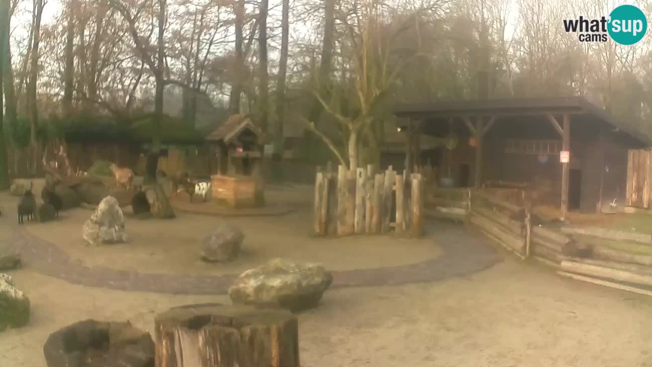 Zoo Zagreb – Brown Capuchin