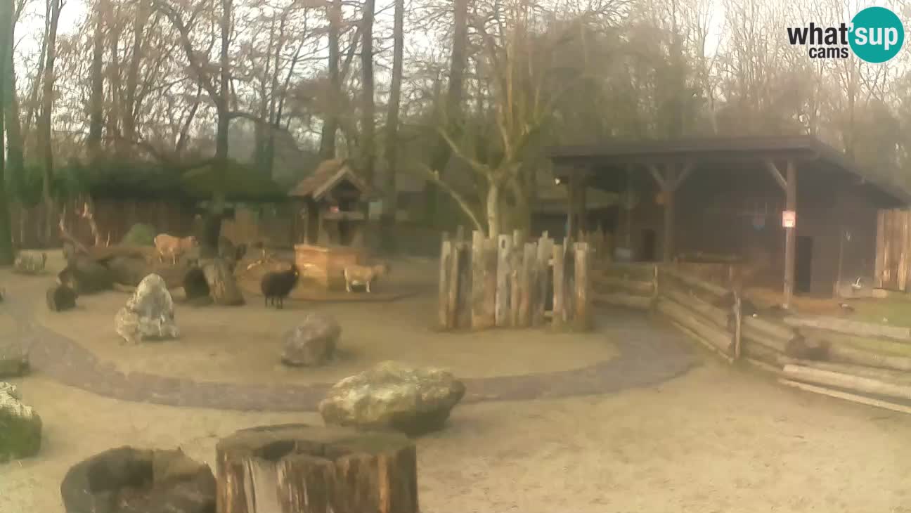 Zoo Zagreb – Brown Capuchin