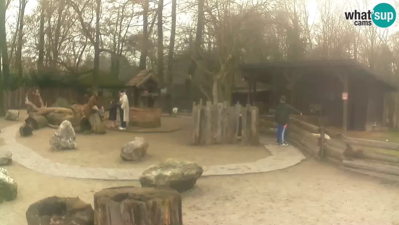 Zoo Zagreb – Brown Capuchin