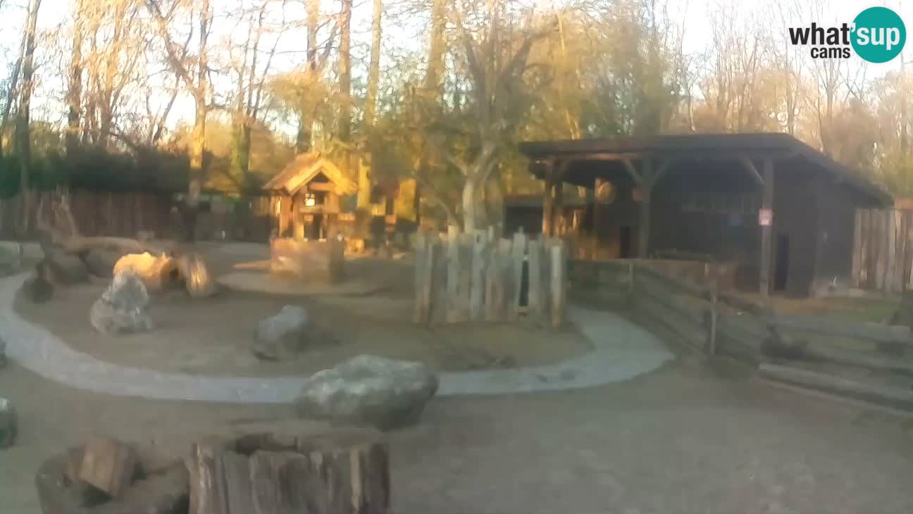 Zoo Zagreb – Brown Capuchin