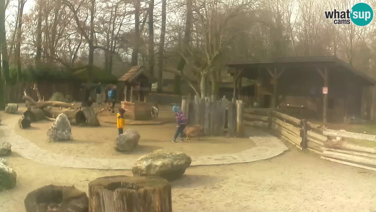 Zoo Zagreb – Brown Capuchin