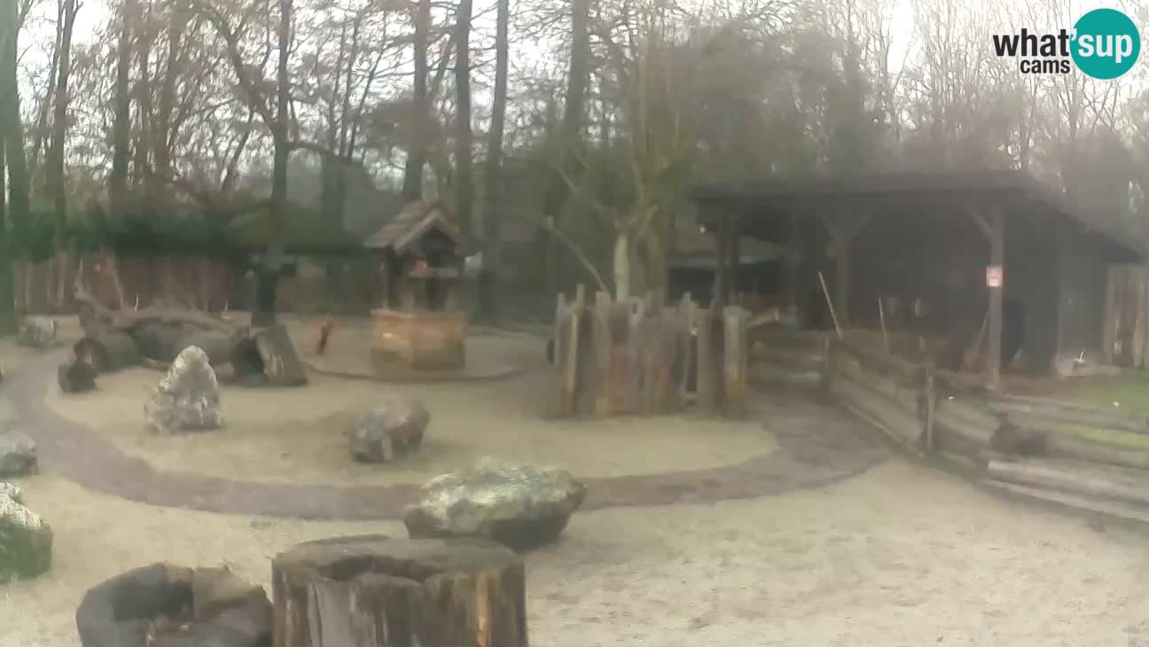 Zoo Zagreb – Brown Capuchin