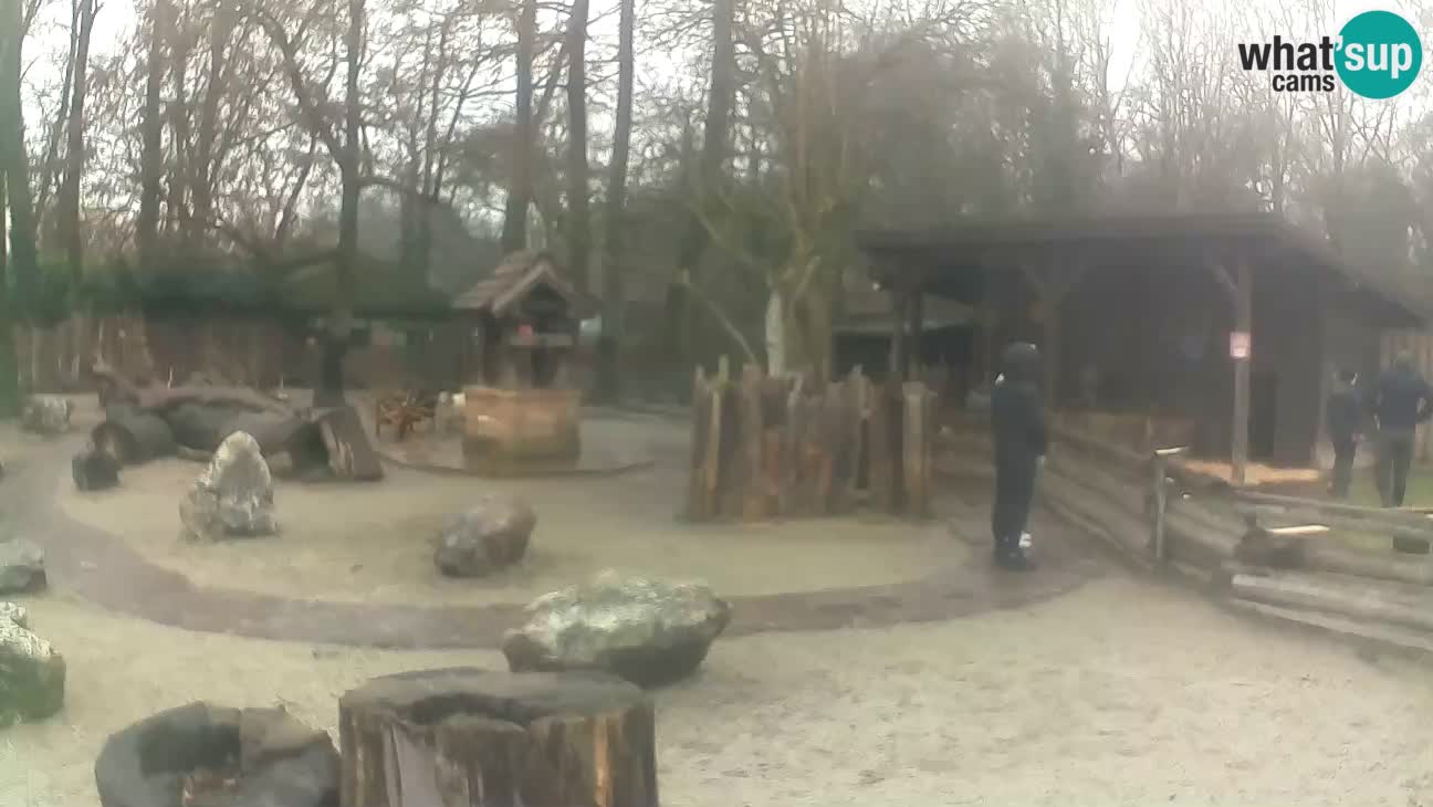Zoo Zagreb – Rjava kapucinka