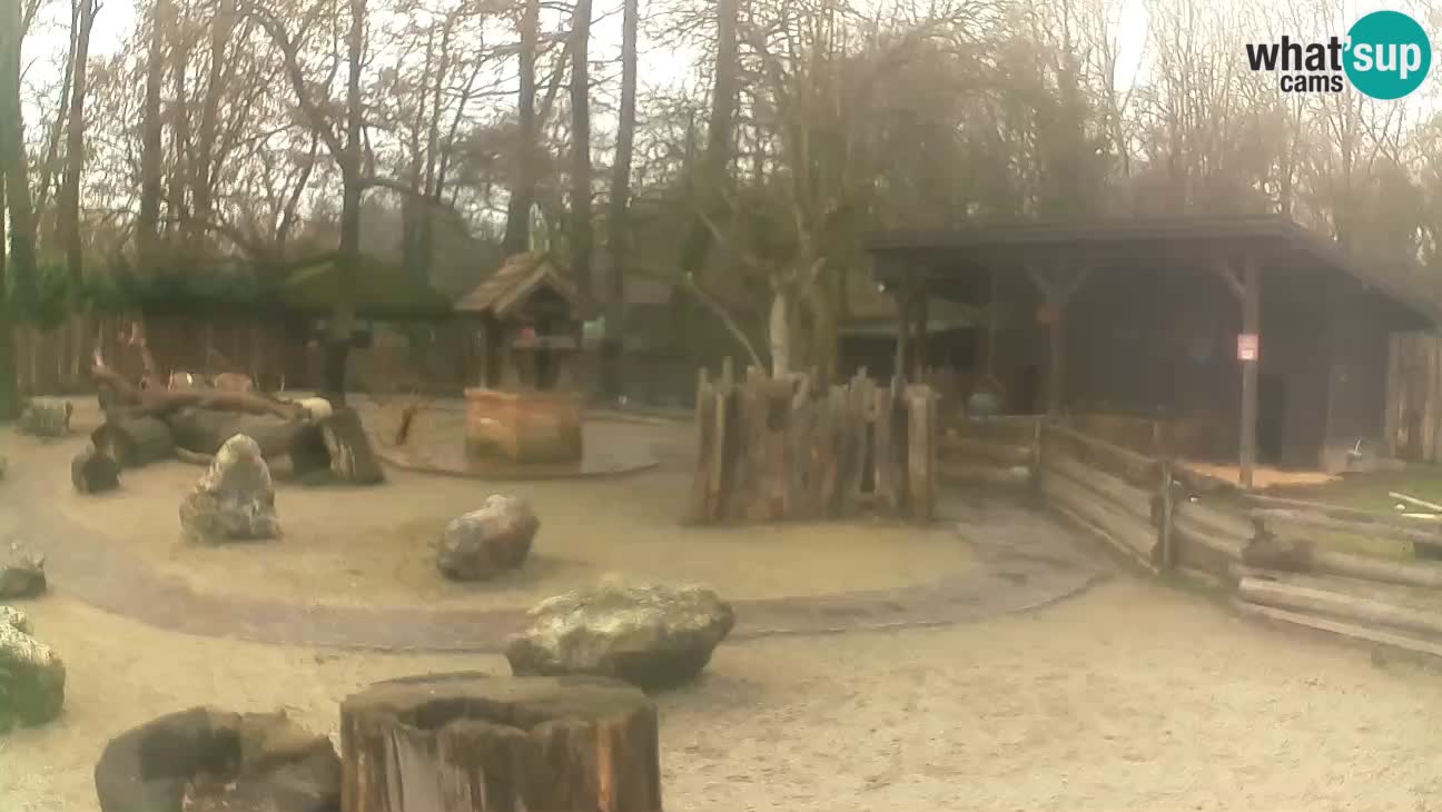 Zoo Zagreb – Rjava kapucinka