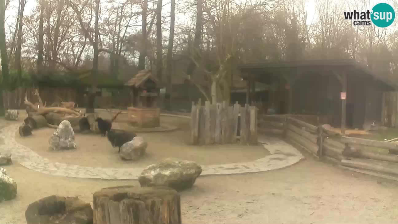 Zoo Zagreb – Brown Capuchin