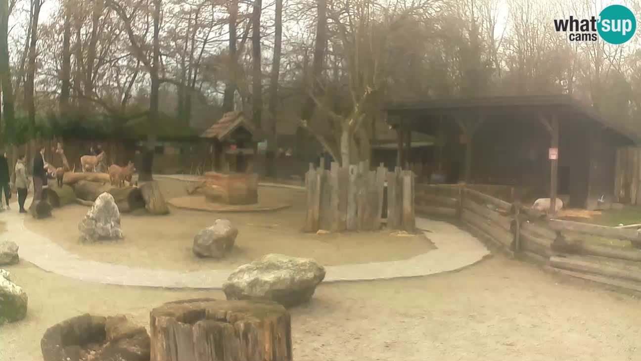 Zoo Zagreb – Brown Capuchin