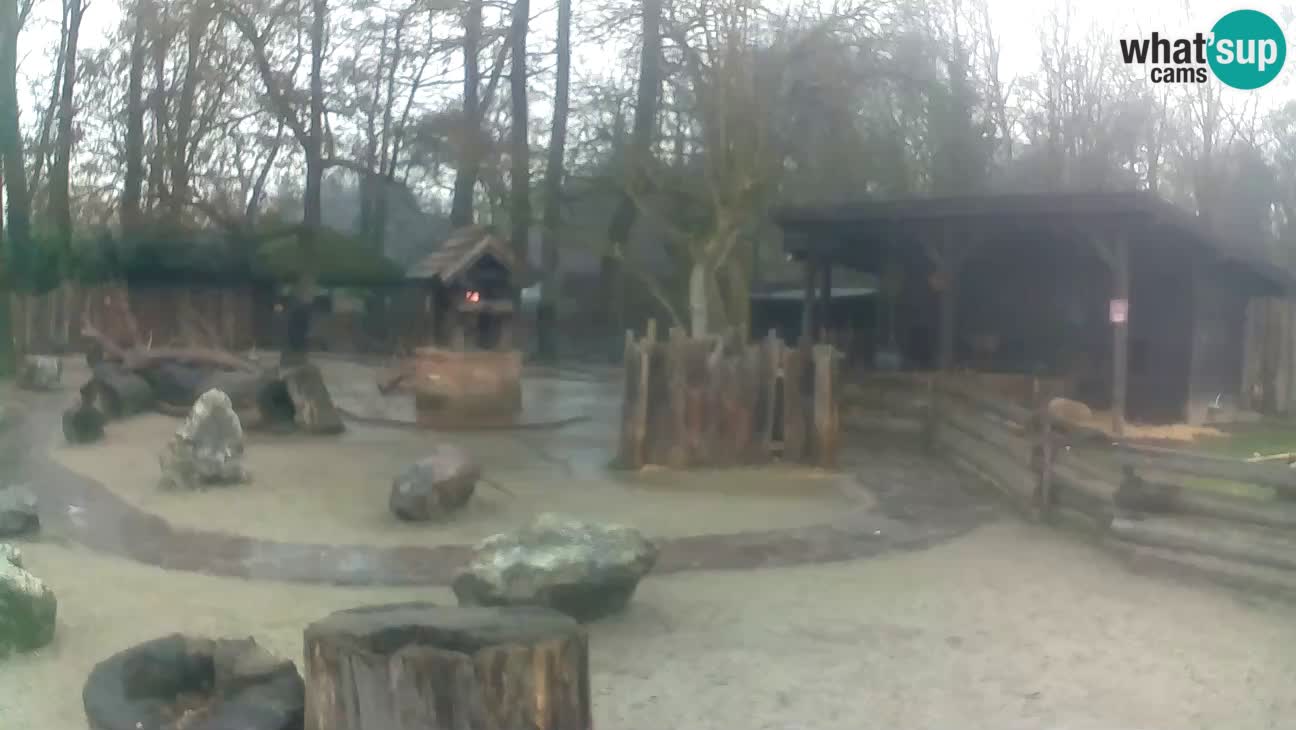 Zoo Zagreb – Brown Capuchin