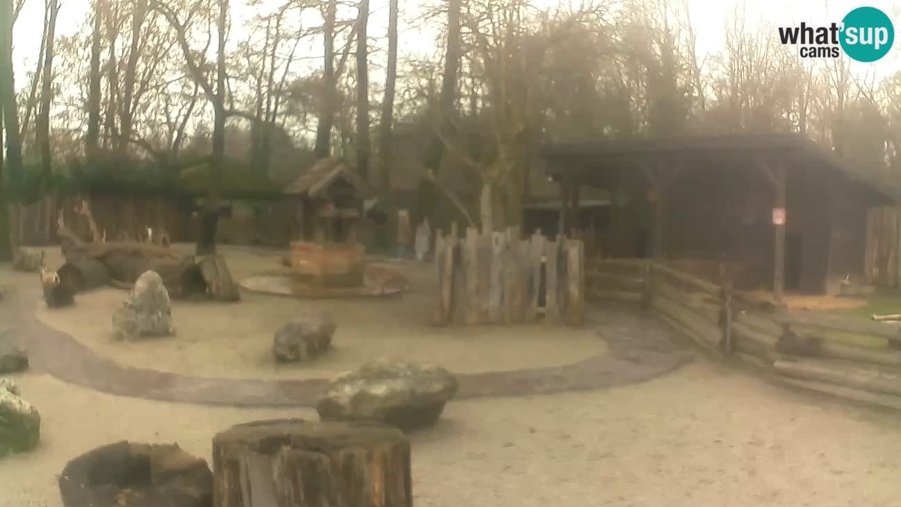 Zoo Zagreb – Brown Capuchin