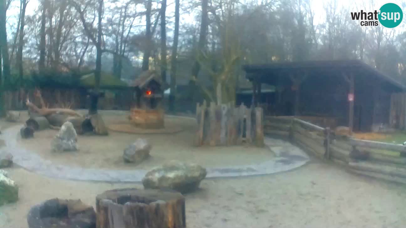 Zoo Zagreb – Brown Capuchin