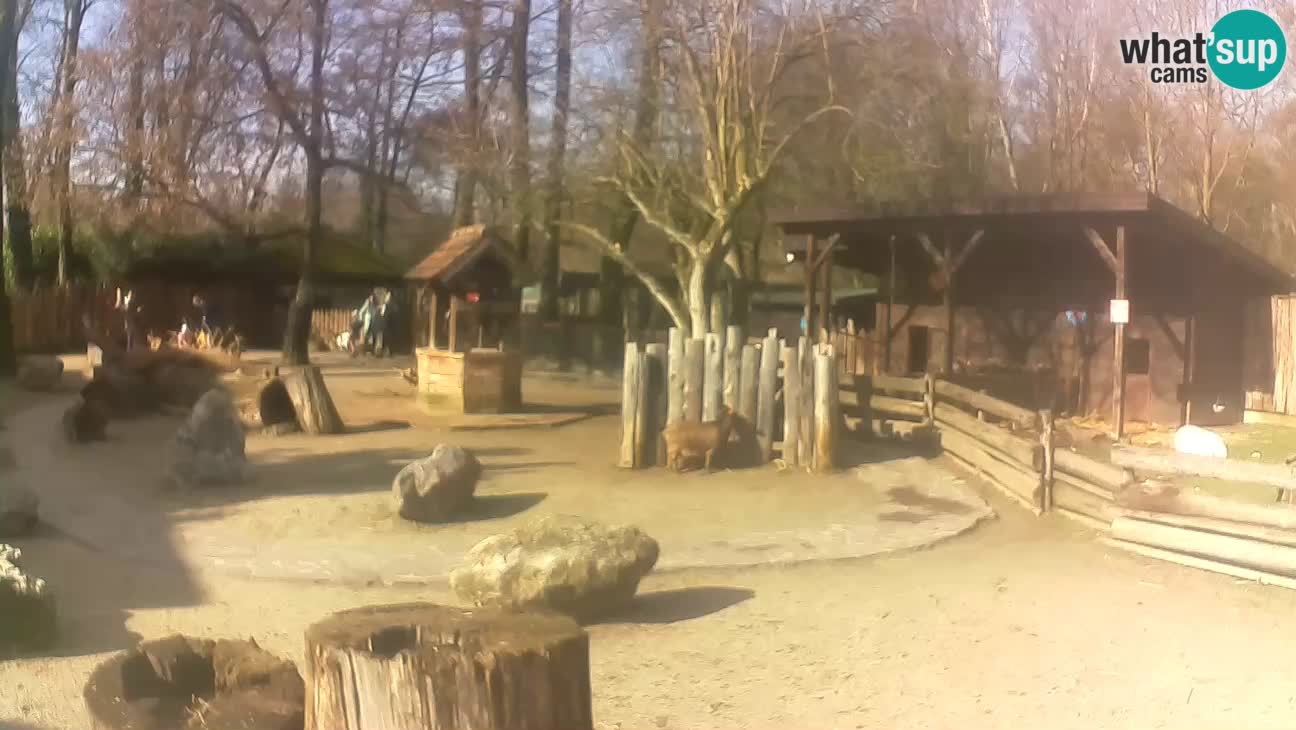 Zoo Zagreb – Haubenkapuziner