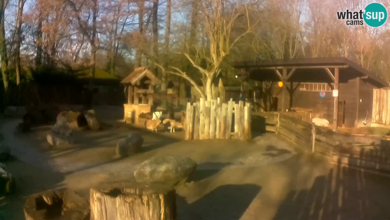 Zoo Zagreb – Brown Capuchin