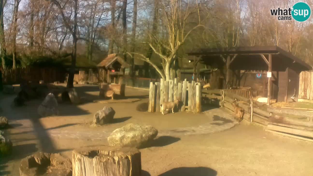 Zoo Zagreb – Brown Capuchin