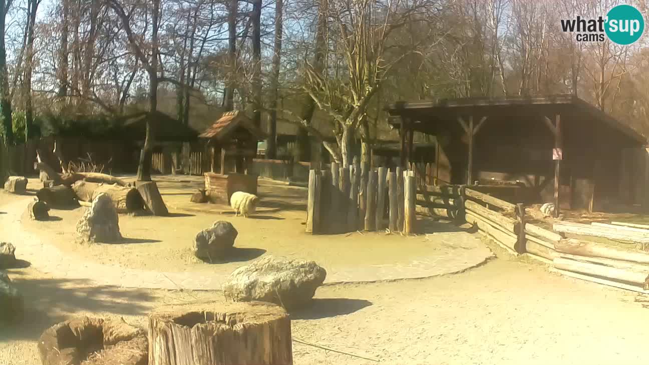 Zoo Zagreb – Haubenkapuziner