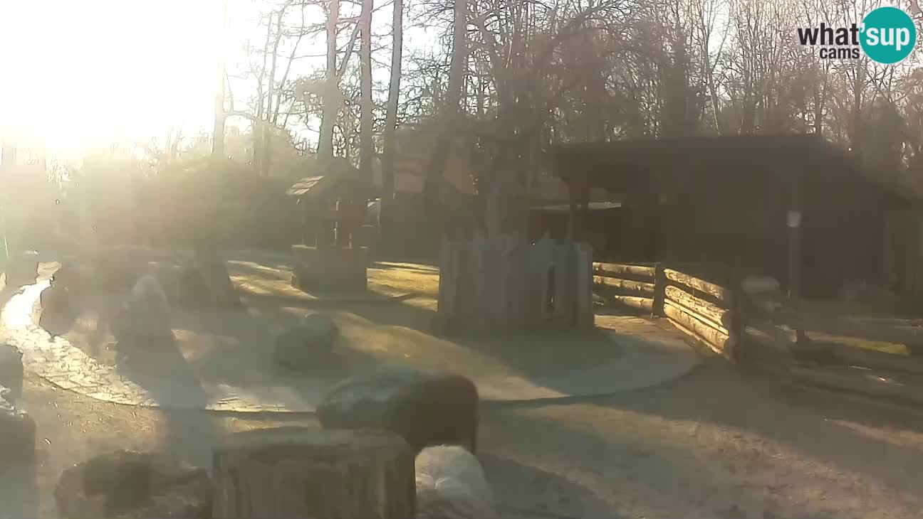 Zoo Zagreb – Brown Capuchin