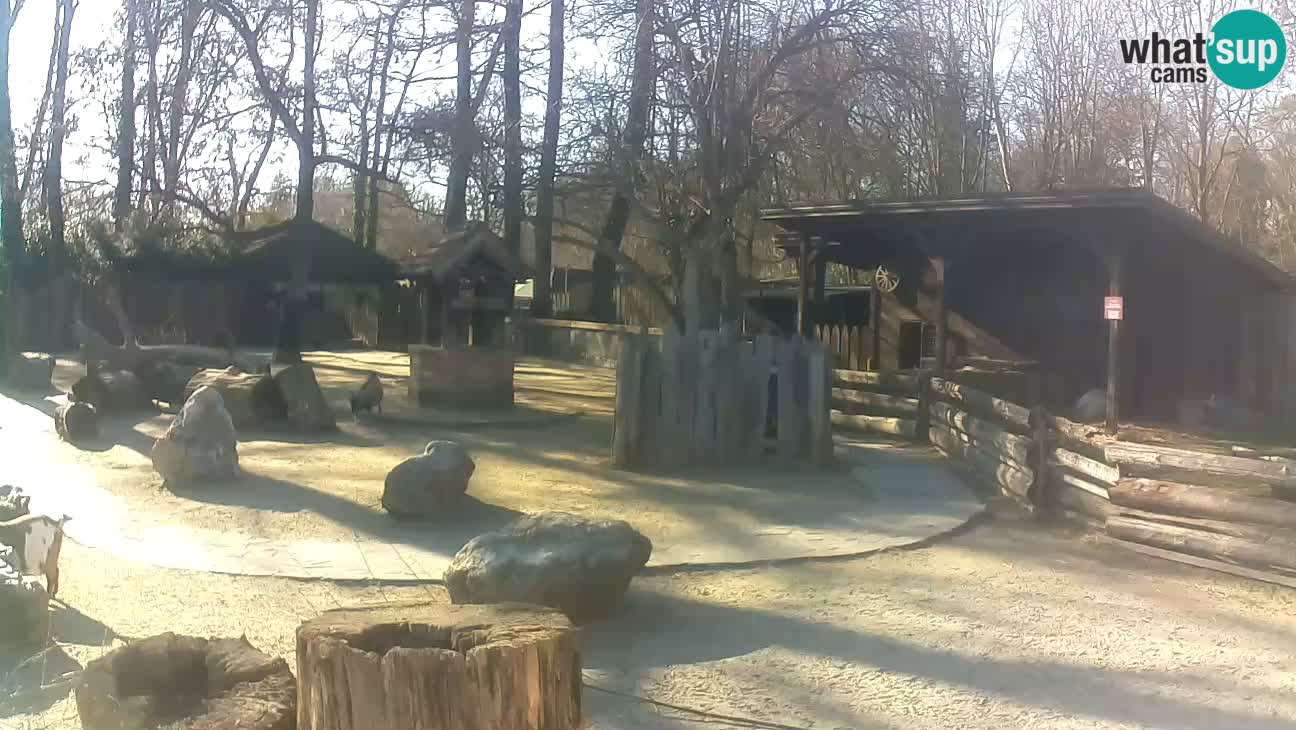 Zoo Zagreb – Brown Capuchin