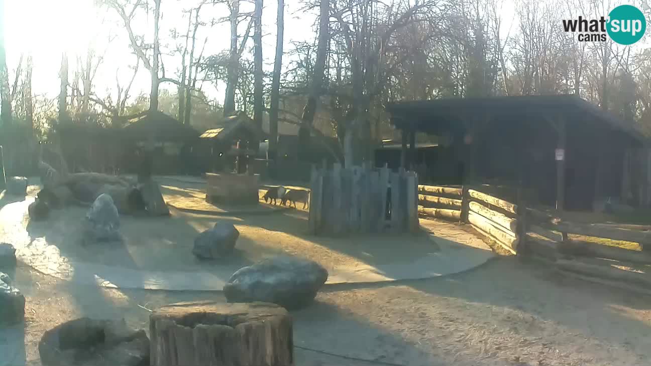 Zoo Zagreb – Brown Capuchin