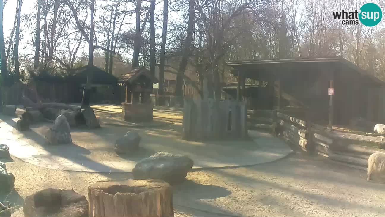 Zoo Zagreb – Brown Capuchin