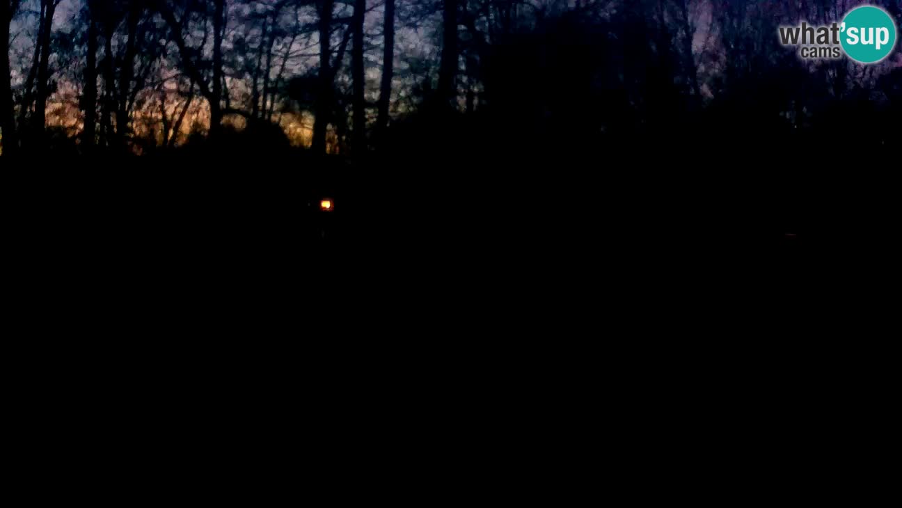 Zoo Zagreb – Brown Capuchin