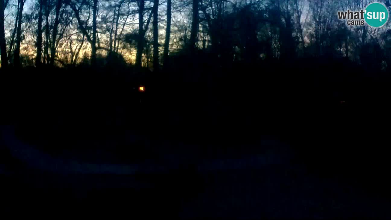 Zoo Zagreb – Brown Capuchin