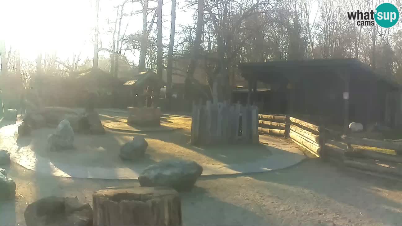 Zoo Zagreb – Brown Capuchin