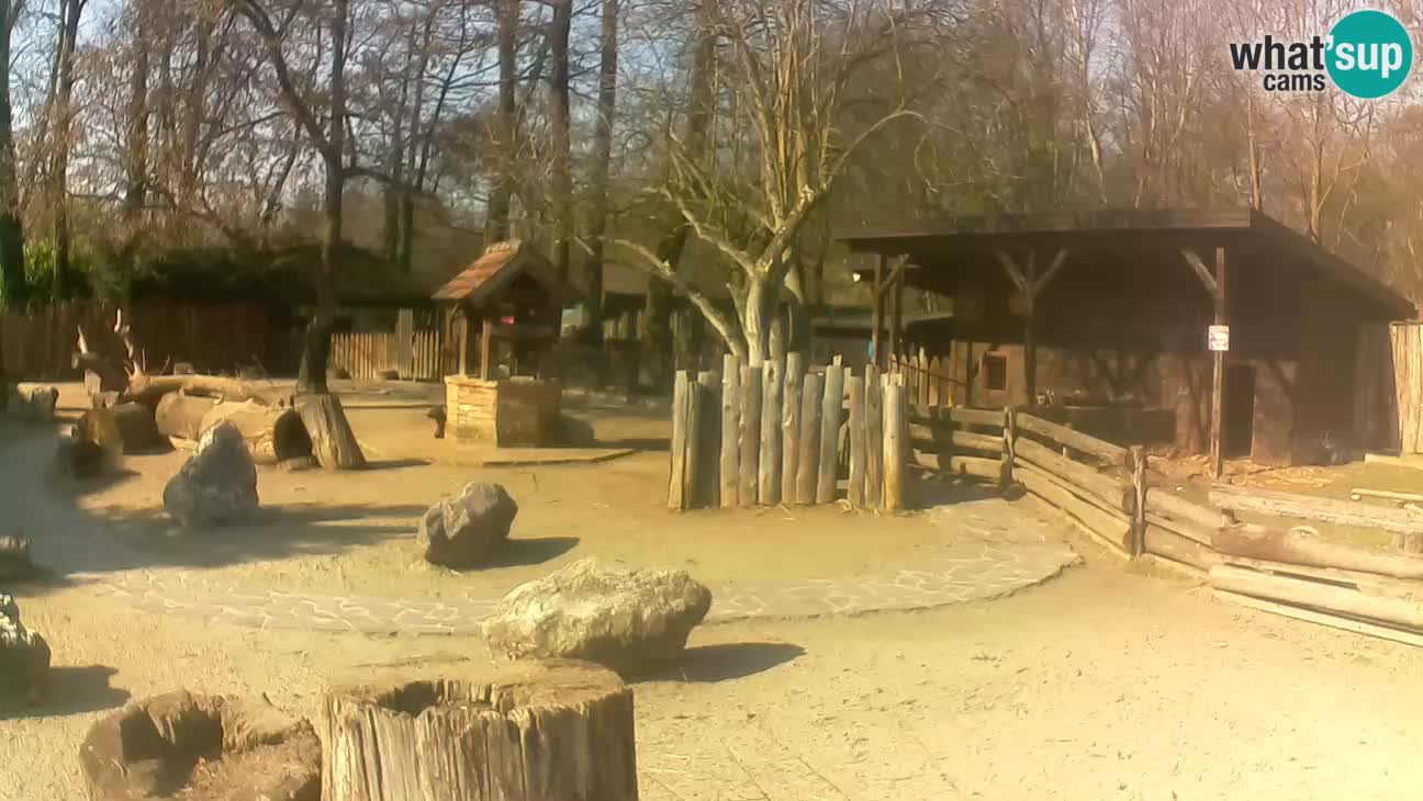 Zoo Zagreb – Brown Capuchin