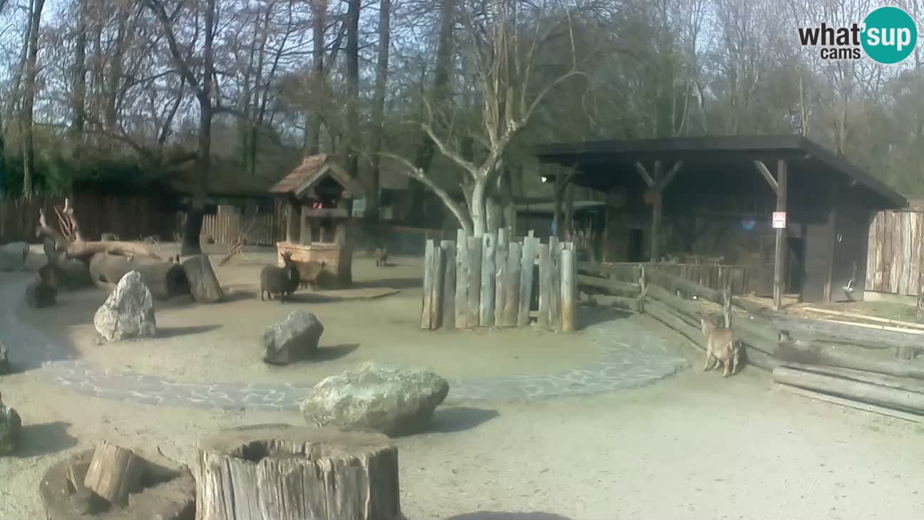 Zoo Zagreb – Brown Capuchin