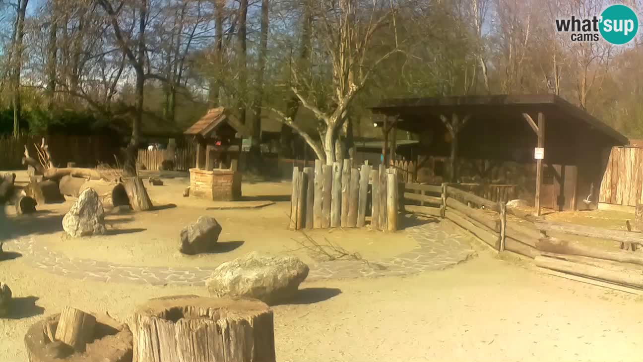 Zoo Zagreb – Brown Capuchin