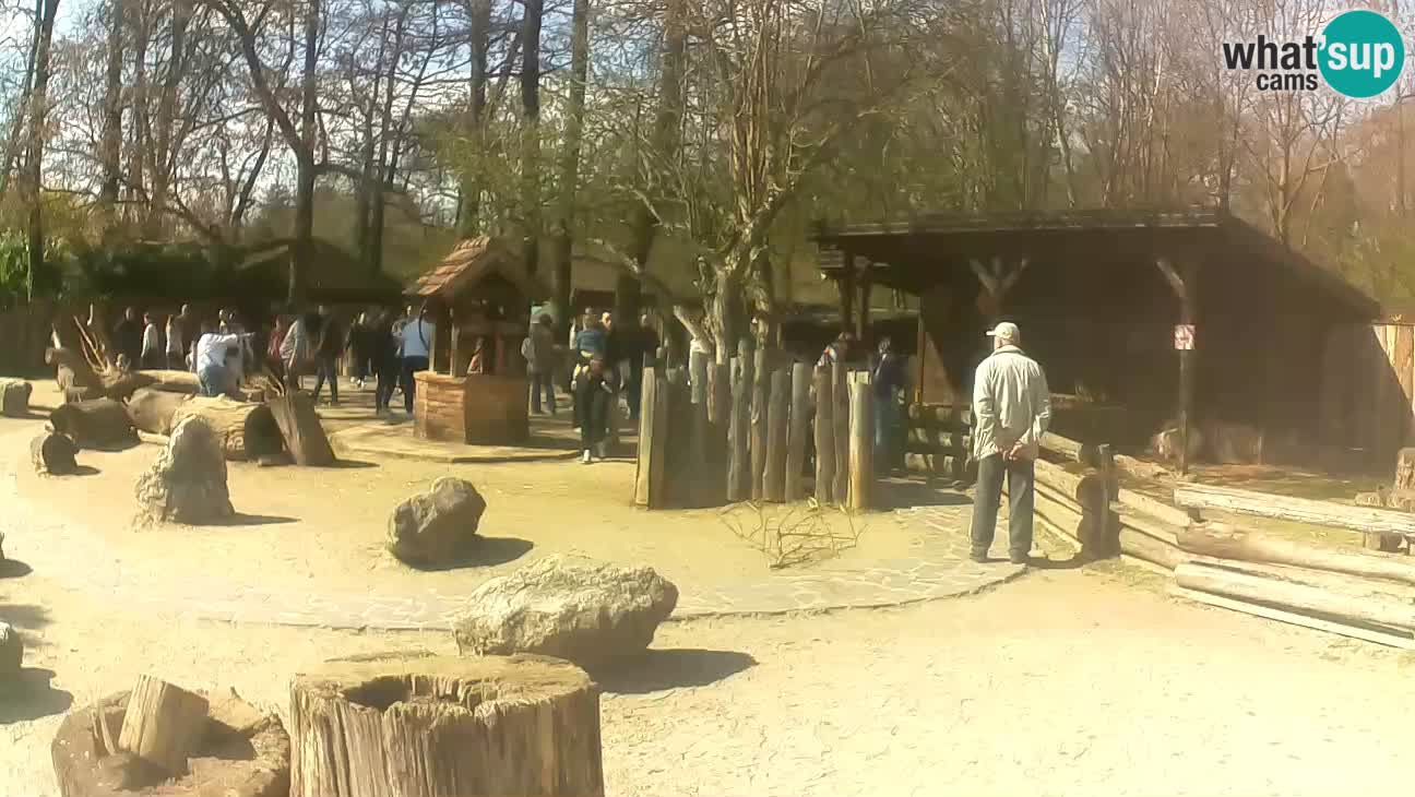 Zoo Zagreb – Cebus apella