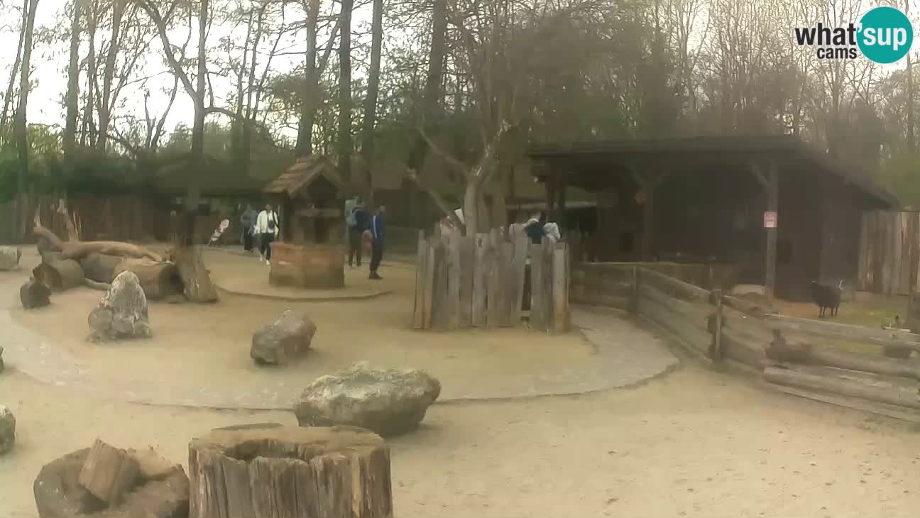 Zoo Zagreb – Cebus apella