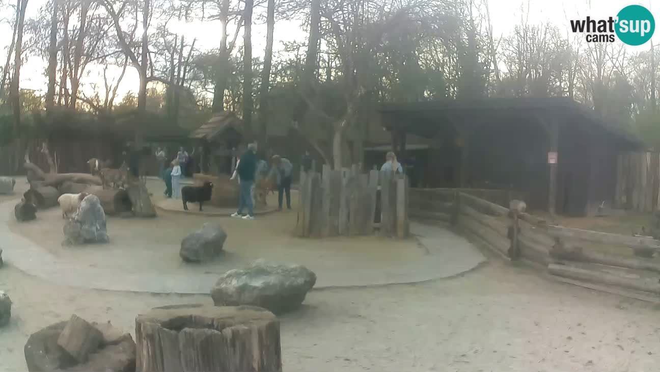 Zoo Zagreb – Haubenkapuziner