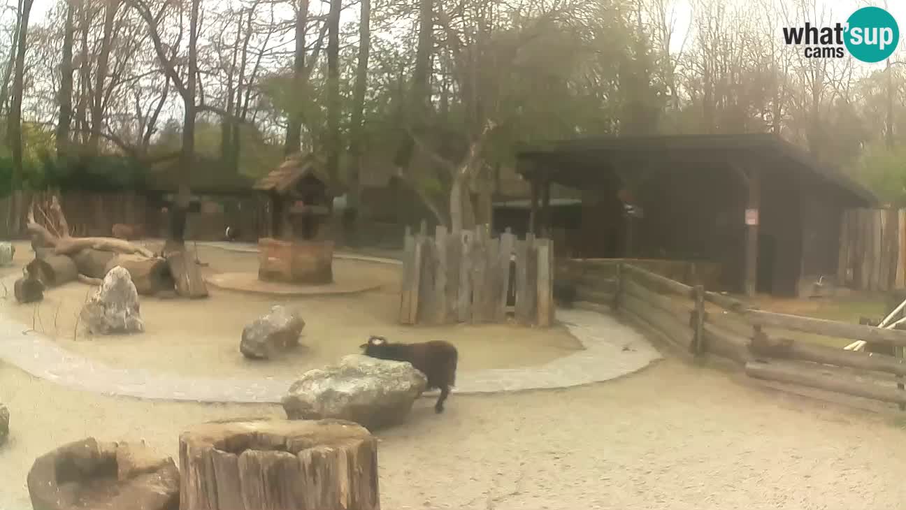 Zoo Zagreb – Brown Capuchin