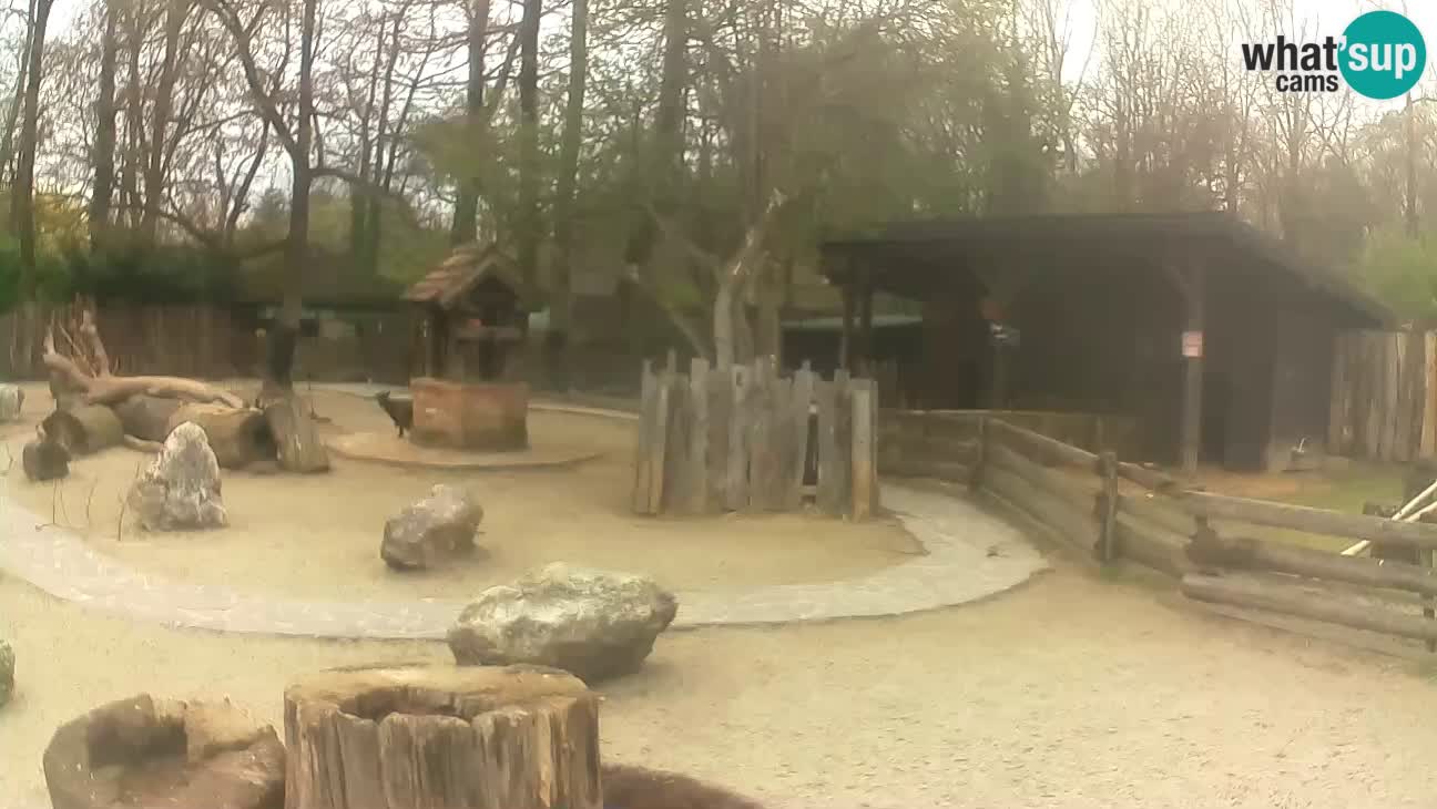 Zoo Zagreb – Brown Capuchin